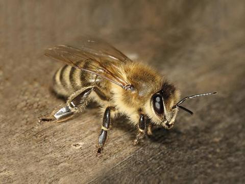 L'abeille carniolienne Orianne ROLLIN