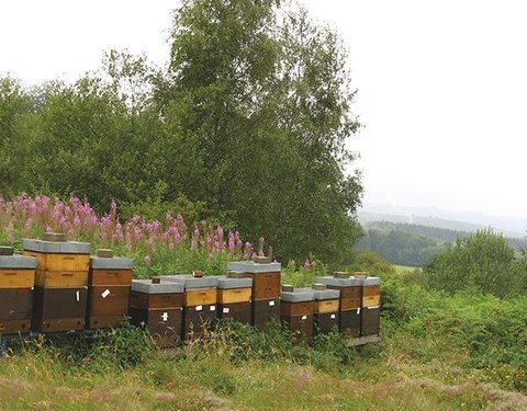L‘apiculture wallonne Agnès FAYET