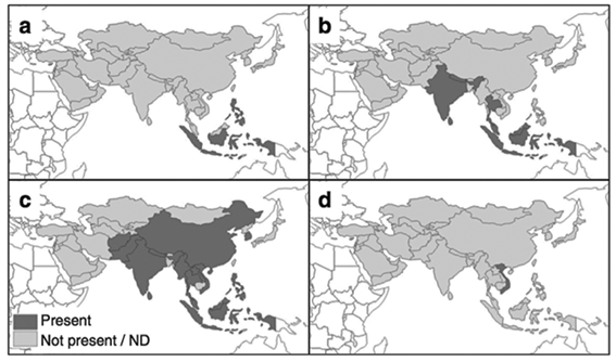 Distribution des 4 espèces de Tropilaelaps en Asie : a/ Tropilaelaps clareae b/ Tropilaelaps koenigerum c/ Tropilaelaps mercedesae d/ Tropilaelaps thaii - <p>Gris foncé : présent - Gris clair : non présent ou aucune donnée</p> - D'après & Guzman 2016.
