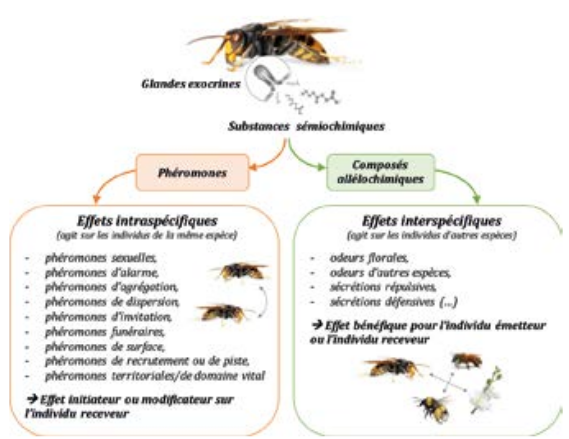 Communication chimique frelon asiatique - <p>Fig. 1 Les substances produites par les insectes sociaux pour la communication chimique peuvent agir entre<br class='autobr' />
espèces ou entre individus de la même espèce.</p>